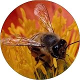 HONEY BEE Fridge Magenet