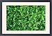 Framed Prints of Peppermint from Ardea Wildlife Pets