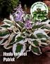 Patriot Hosta - Sold for $875 in 1992! - Potted!