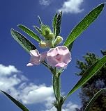 Sesame Herb 50 Seeds - Sesamum indicum