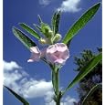 Sesame Herb 50 Seeds - Sesamum indicum