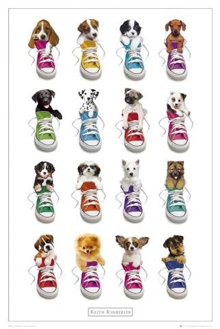1art1 36788 Hunde - Jedem Hund Sein Turnschuh Poster 91 x 61 cm Preisvergleich