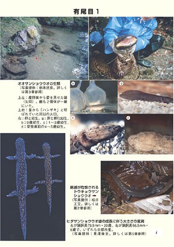 Cover image : これからの両棲類学