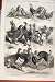 Birds Poultry Pigeon Show Birmingham Bantams Print 1862