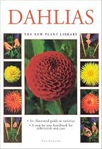 Dahlias