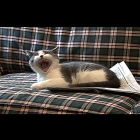 I'm A Stupid Cat! [Explicit]