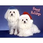 Pet Star Interfaith Cards - Malteses by  Pet Star Photography