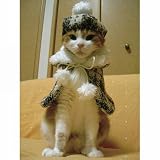 キャットプリン　ルイちゃんセット♪セット