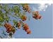 Photographic Prints of Flame of the forest tree (Delonix regia) from ClownFish Photo
