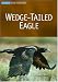 Wedge-Tailed Eagle