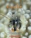 Crabs (Undersea Encounters)