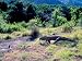 Komodo Dragon, Komodo Island, Indonesia Photographic Poster Print by Keren Su, 64x48