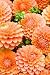 Dahlias, Cut Flowers, Fall Colors - 72