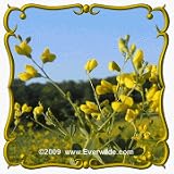 Yellow Wild Indigo (Baptisia tinctoria) Jumbo Wildflower Seed Packet - 80 Seeds