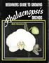 Beginners Guide to Growing Phalaenopis Orchids