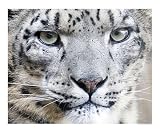 275 Snow Leopard Up Close! Animals Photographic Poster Print by Scott Kuehn, 20x16