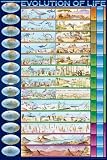 (24x36) Evolution of Life Educational Chart Poster