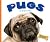 Pugs (Domestic Dogs)
