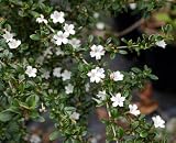 Japanese Serissa Starter Bonsai Tree or House Plant