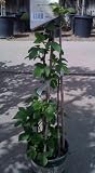 Canby Raspberry Vines Triple Staked Super One Gallon Plants