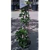 Canby Raspberry Vines Triple Staked Super One Gallon Plants