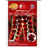 ルージュドボルドー　パイオニアエコサイエンスのミニトマト品種です