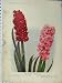 1910 Two Single Hyacinths Red Pink Flowers Green Leaves