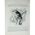 CASSELL'S BIRDS c1870 LAUGHING JACKASS PARALCYON GIGAS