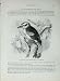 Cassell'S Birds C1870 Laughing Jackass Paralcyon Gigas