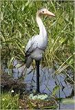 Heron white
