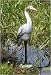 Heron white