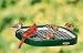 Duncraft Squirrel Proof Platform Feeder