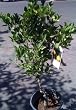 Dwarf Key or Mexican Lime Tree Five Gallon