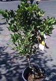 Dwarf Key or Mexican Lime Tree Five Gallon