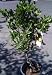 Dwarf Key or Mexican Lime Tree Five Gallon