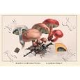 Canvas Print, Boletus Subtomentosus and Boletus Chrysenteron - 18 x 12