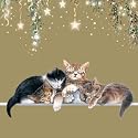 Sweet Dreams Cats Christmas Cards Pack
