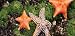 Starfish - Rear Window Graphic 60