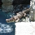 Crocodile Body Float - 30