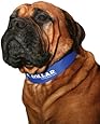 Kool Collar - Small in Blue (Includes one Kool tube)
