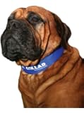 Kool Collar - Small in Blue (Includes one Kool tube)