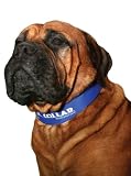 Kool Collar - Medium in Blue (Includes one Kool tube)