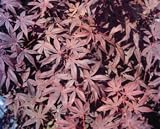 Acer palmatum 'Bloodgood' Seeds