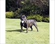 staffordshire bull terrier coat
