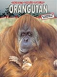 Orangutan