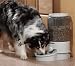 Ergo Systems Automatic Pet Feeder