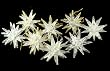 Club Pack Of 144 Glitter Moravian Starburst Christmas Ornaments