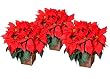 Poinsettia Trio - Set of Three Holiday Plants, Three Poinsettias