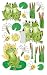 Frog World Decorative Switchplate Cover