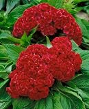 Prestige Scarlet Celosia Seeds - Celosia cristata - 0.1 Grams - Approx 160 Gardening Seeds - Flower Garden Seed